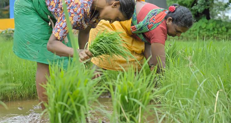 Women working in fields