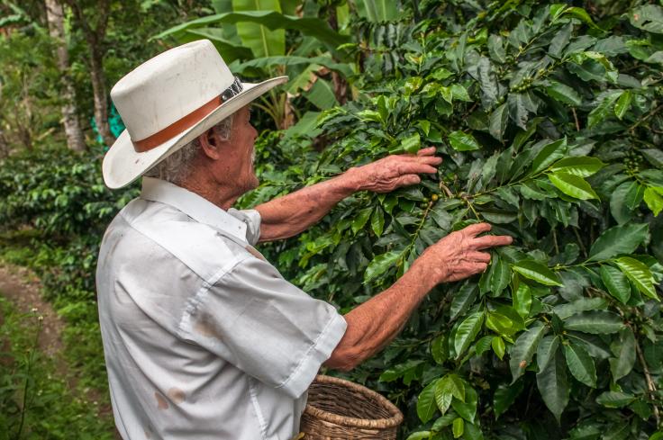 Man inspecting coffee crop