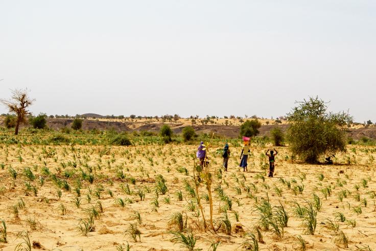 Four people walking in a field during an extreme drought