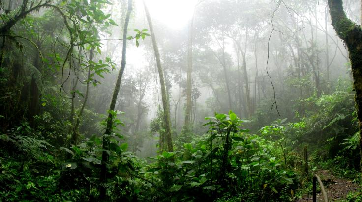 tall green trees in a dark rainforest are surrounded by fog. 