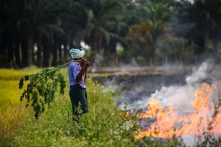 Man holding a branch in a field while watching crops burn.