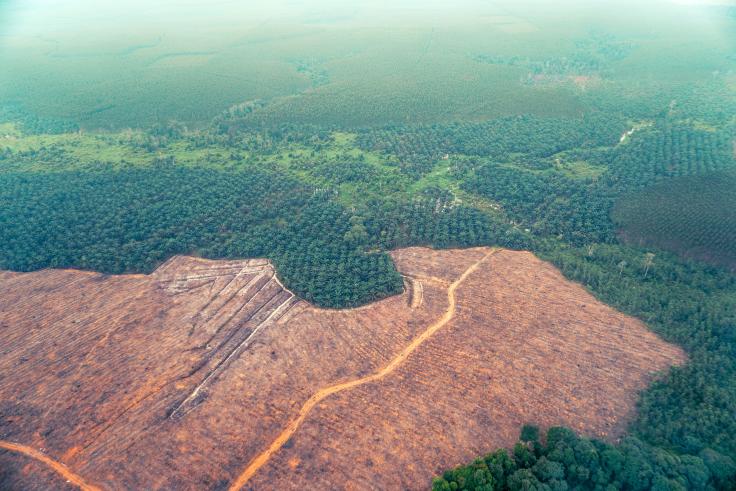 Aerial view of a partly deforested forest