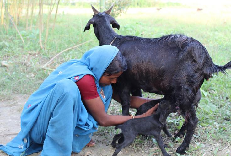Woman milks a goat