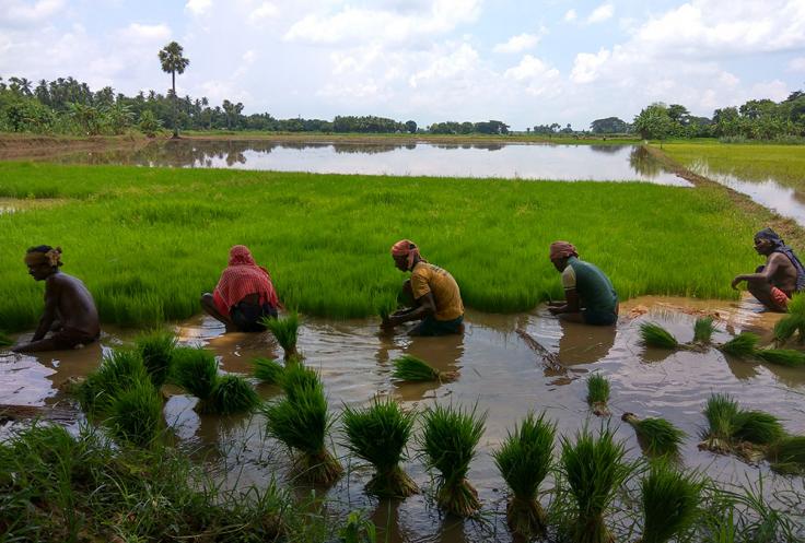 Farmers work in rice field
