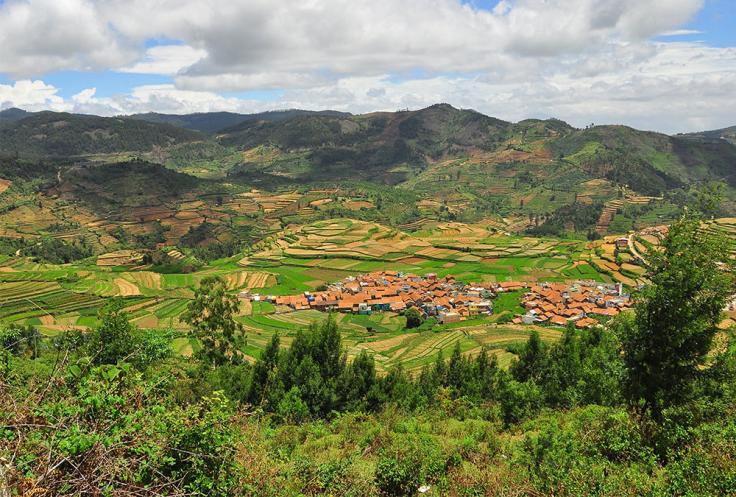 Green agricultural landscape