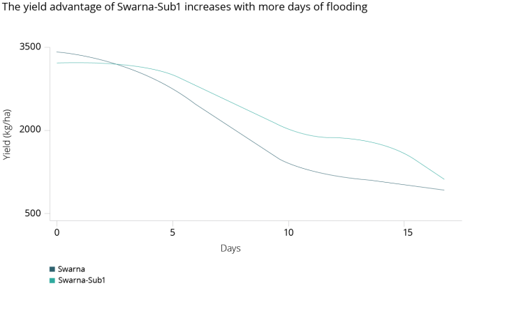 agriculture-weather-swarna-policyinsight.png The yield advantage of Swana-Sub1 increases with more days of flooding