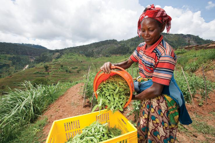 A woman harvesting peas