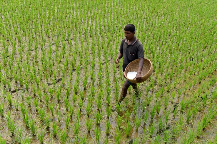 farmer holding fertilizer walking across rice paddy field