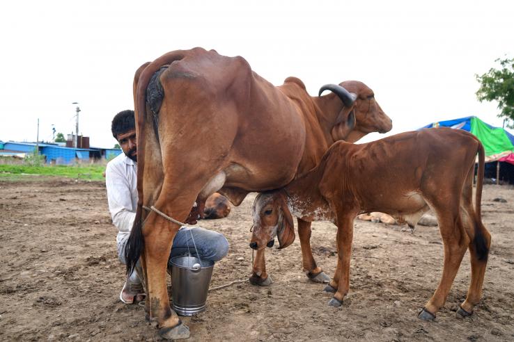 Indian farmer milking a cow
