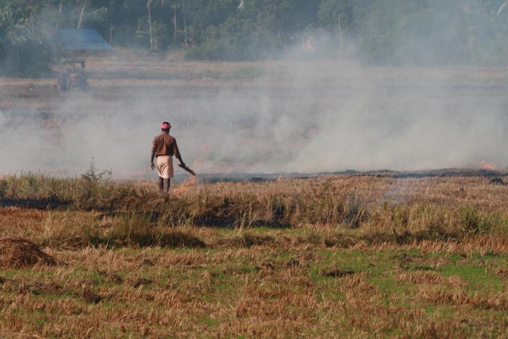 farmer burning crop