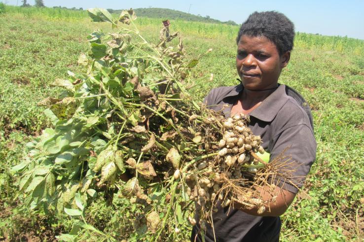 farmer holding peanuts