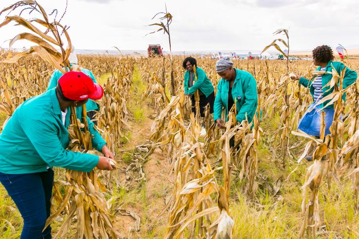 Women harvesting maize together in Africa