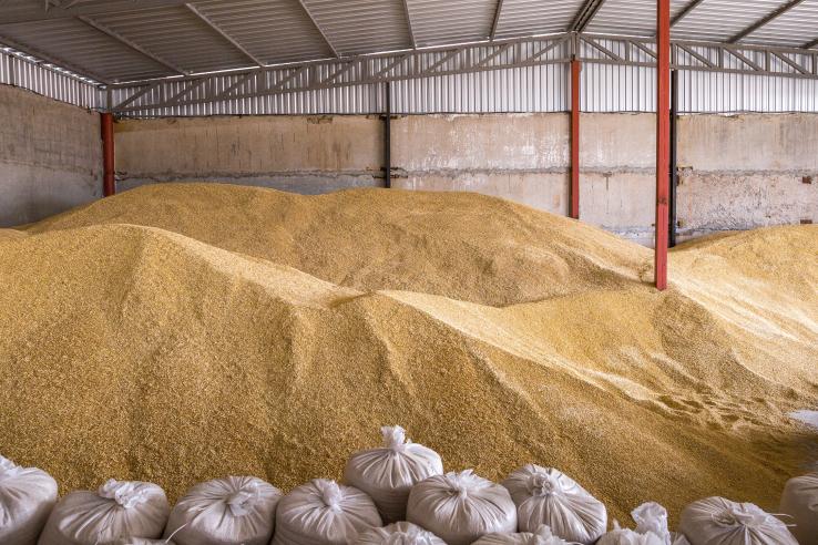 Large pile of grain in a warehouse