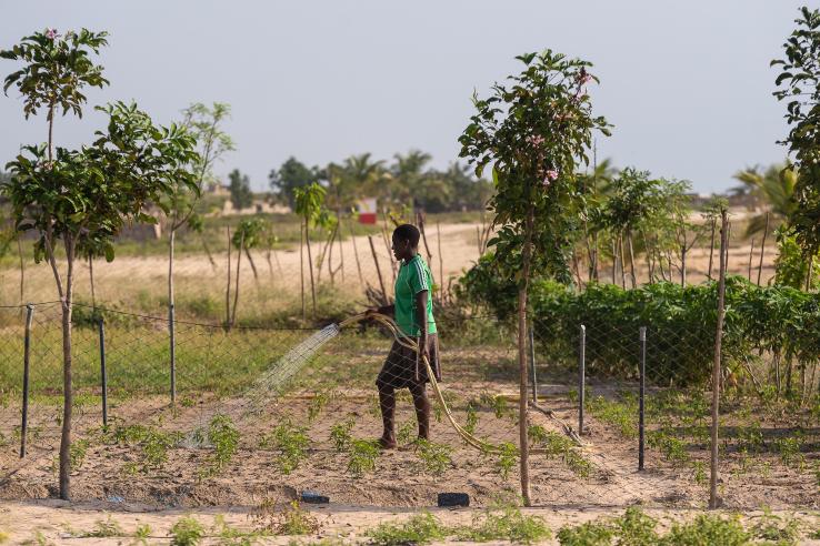 Young woman waters her newly-planted field in Ghana, J-PAL Africa evaluation summary 
