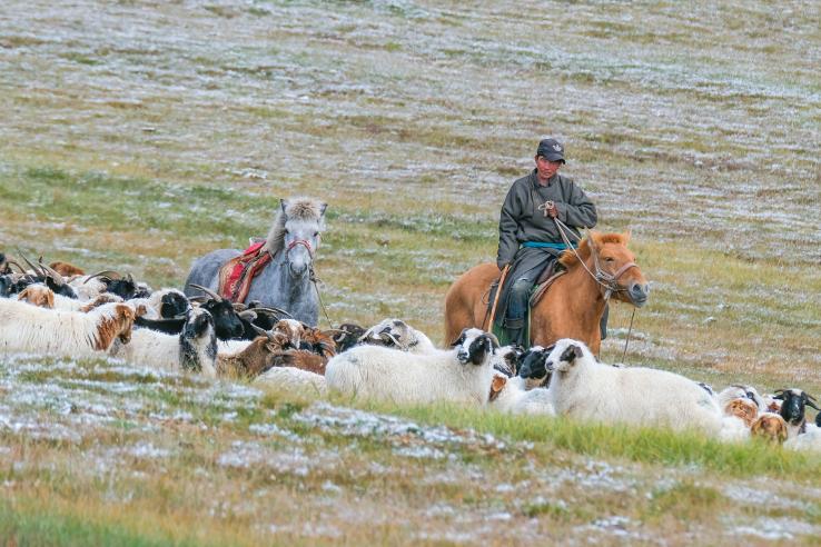 Semi-nomadic herders on horses herding sheep and goats in Mongolia, J-PAL SEA evaluation summary
