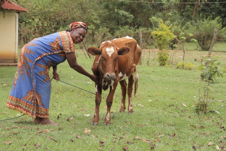 A look at livelihood approach for middle-aged woman tending to brown cow asset  