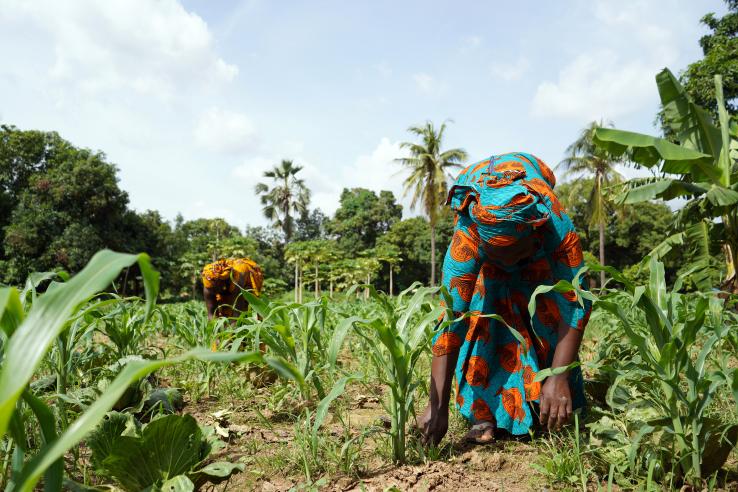 Two women working in a corn field