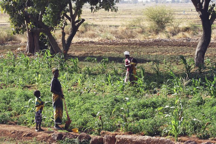 Women and children tend to planted vegetable garden in Burkina Faso, J-PAL Africa evaluation summary