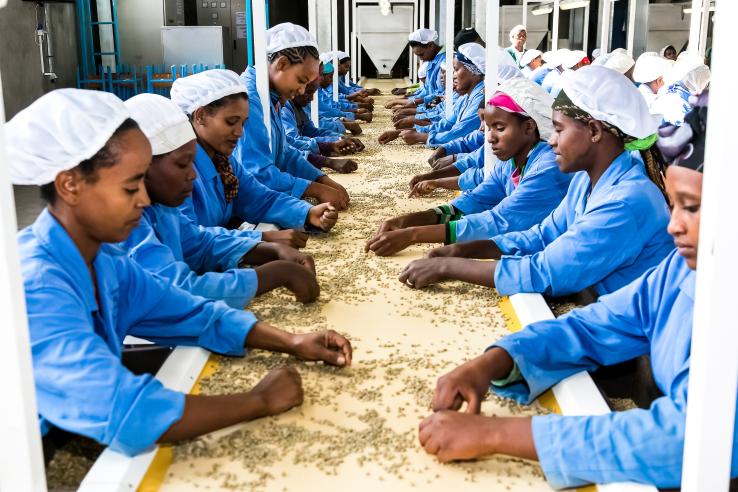 Line of women wearing hair caps working in a factory in urban Ethiopia