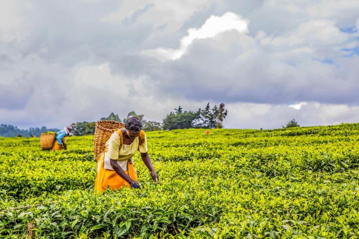 Woman in yellow dress doing labor harvesting tea in Malawi