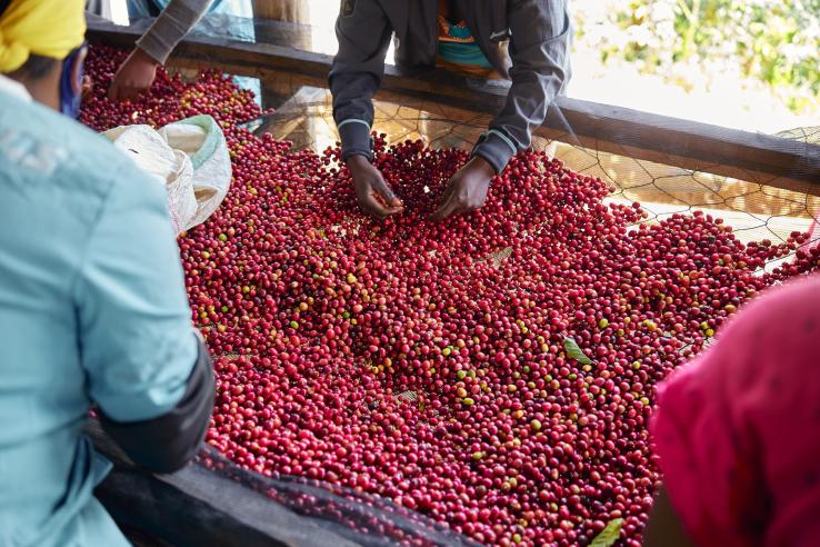 Farmers cleaning berries in Congo, J-PAL Africa evaluation summary