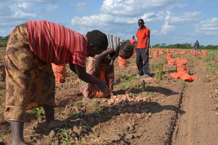 Group of social farmers harvesting crops in Malawi