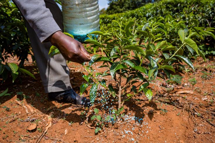 Farmer adding fertilizer to his field in Kenya, J-PAL Africa evaluation summary