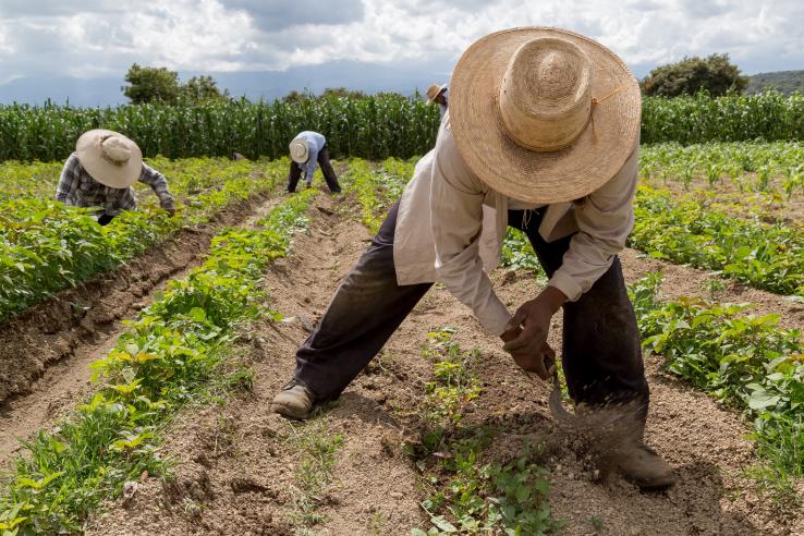 Farmers ploughing field using tools in Mexico, J-PAL LAC evaluation summary