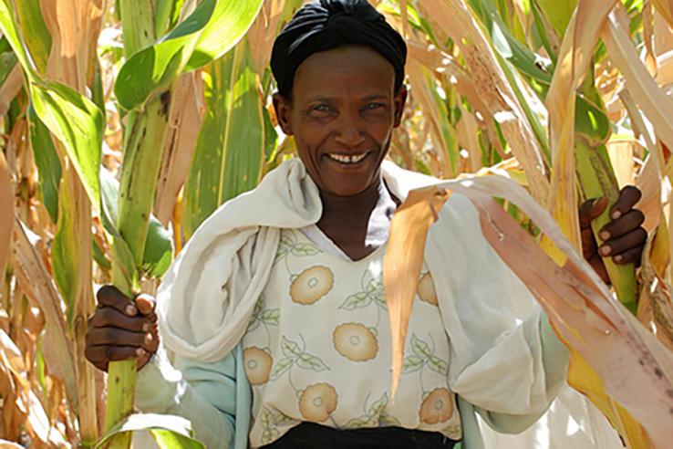 Woman sitting in a maize field in Ethiopia, J-PAL Africa evaluation summary 