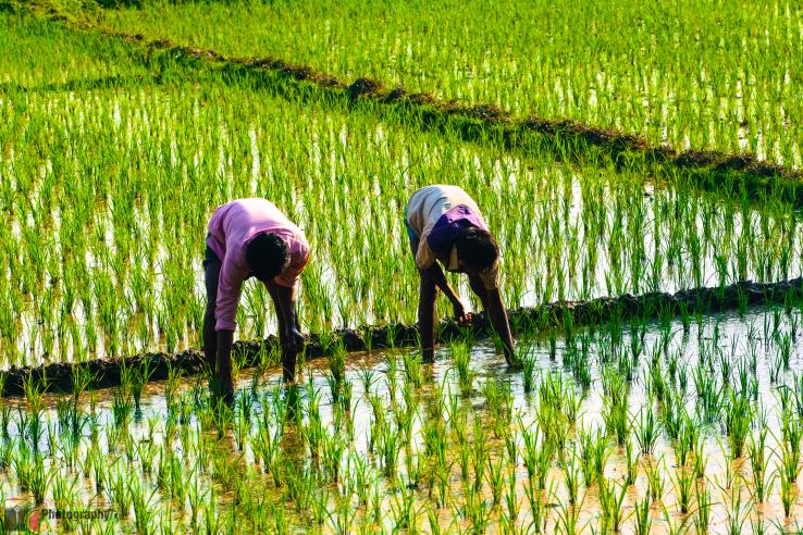 Two farmers working in a rice field