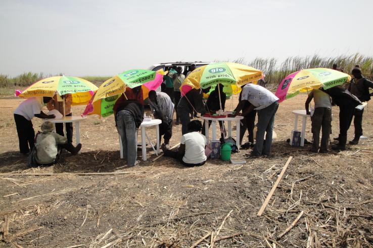 Sugarcane cutters gather under shaded umbrellas in Nigeria. 
