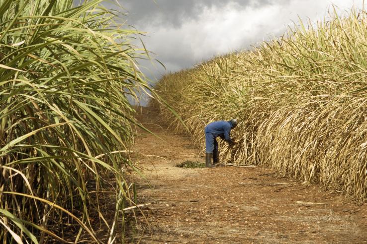 Man bends over between rows of sugarcane
