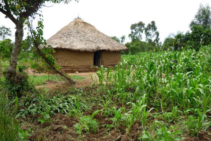 Mud house with thatch roof in corn field