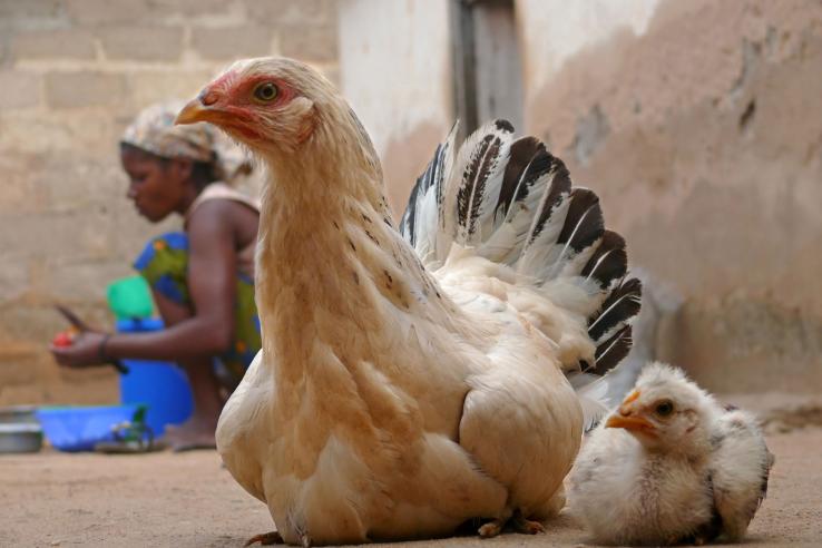 Two chickens with a woman in the background