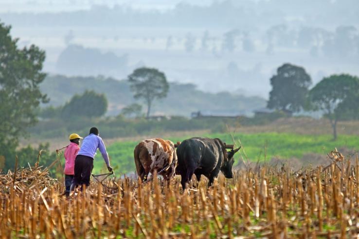 Farmers plow fields in Kenya.