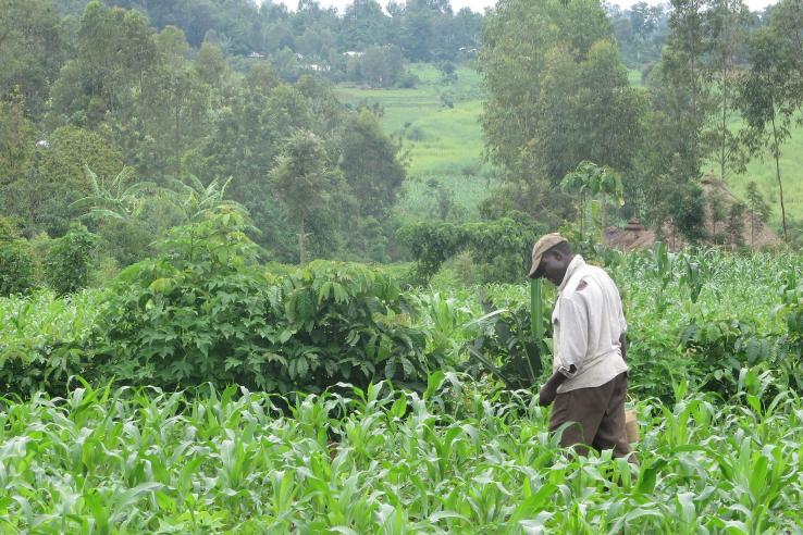 Man walking in corn field