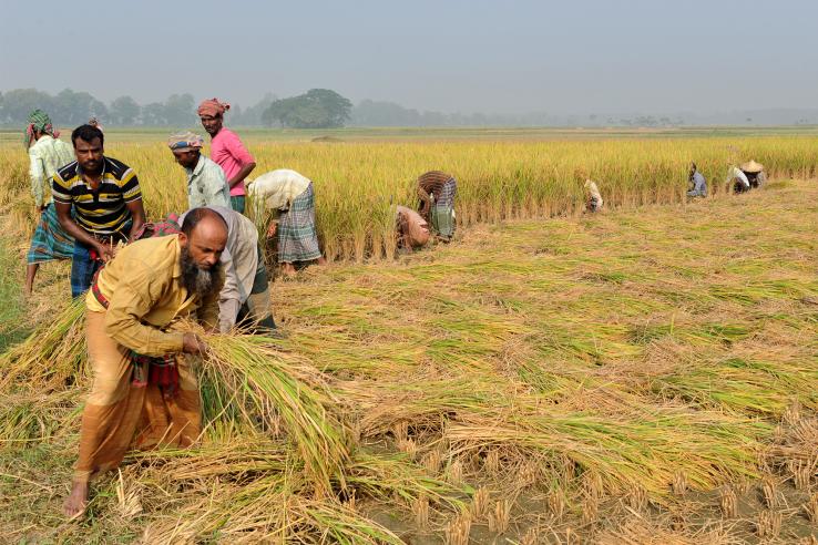 Photo of rice farmers in Bangladesh