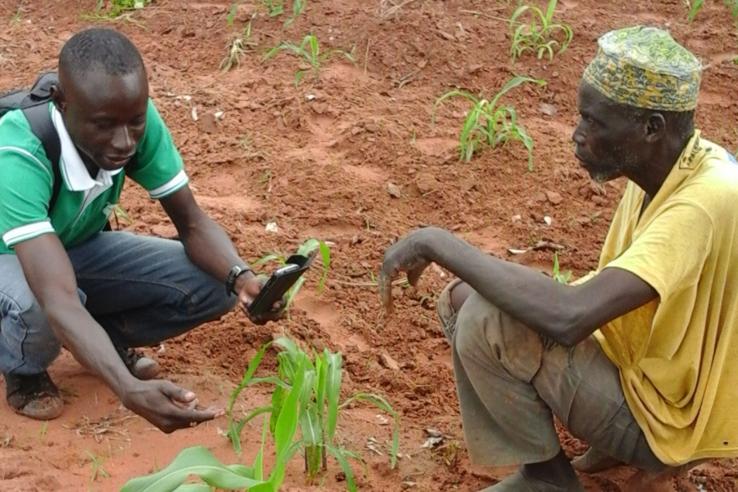 Two men kneel down to inspect crop