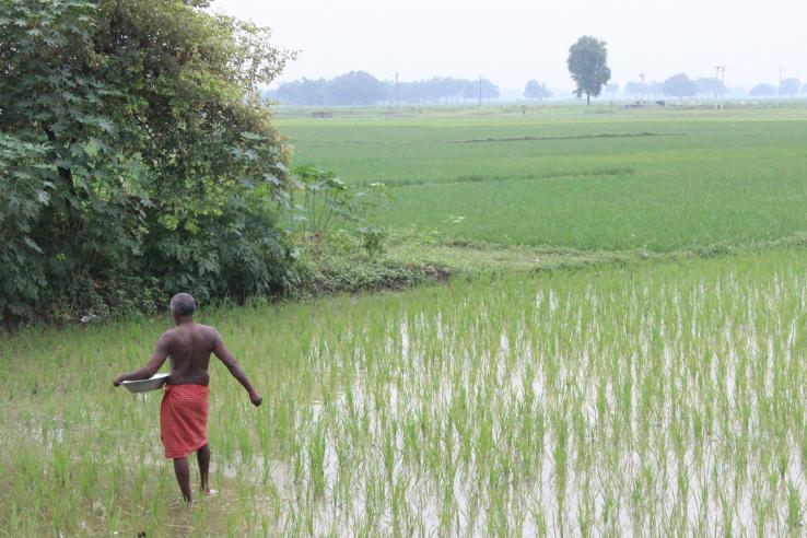 Man in lungi at work in rice field