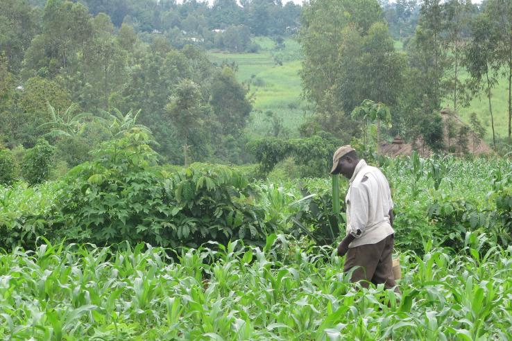 Man stands in field