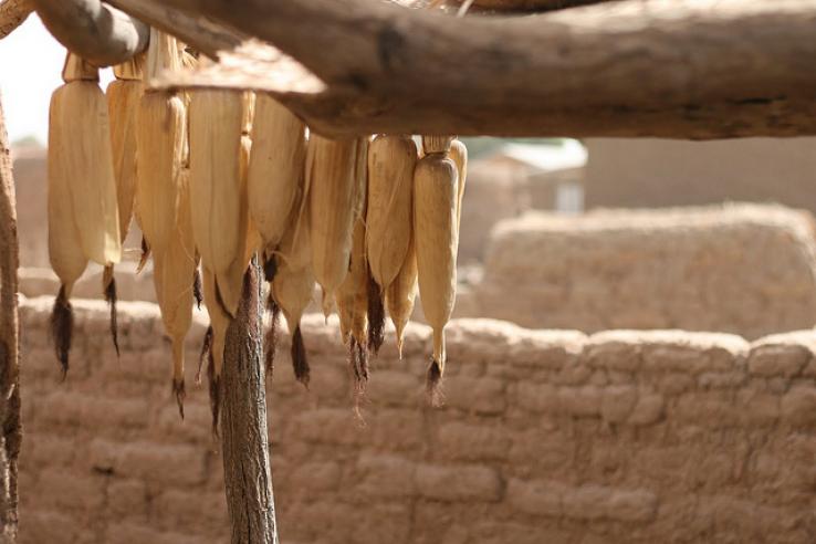 Corn hung up from wooden rafter