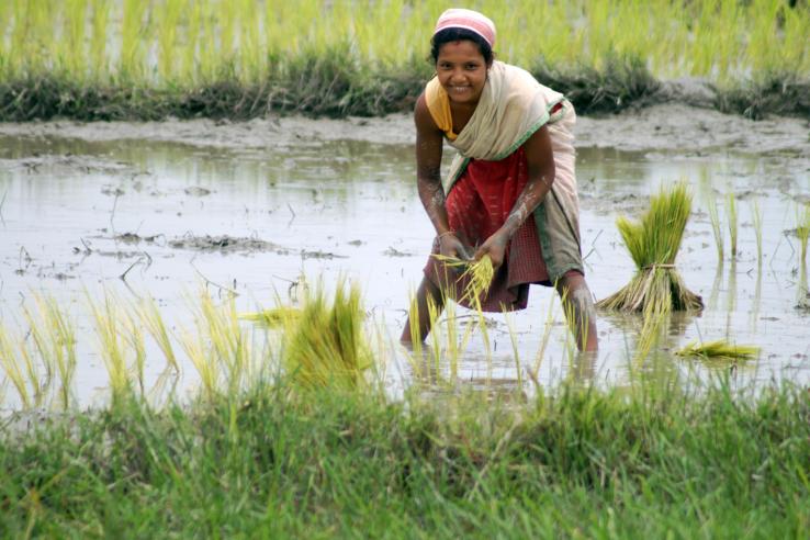 Woman stands in rice paddy