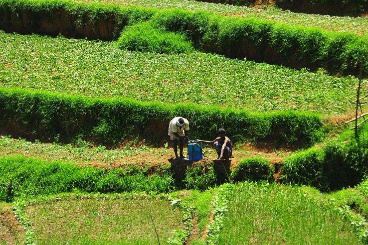 Farmers in a field