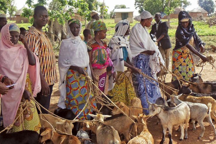 People holding goats by leashes