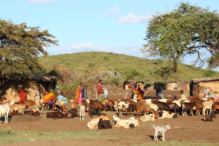Masai herders stand among a herd of goats 