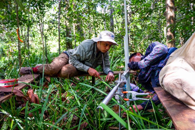 Researchers from monitor carbon in peat swamp
