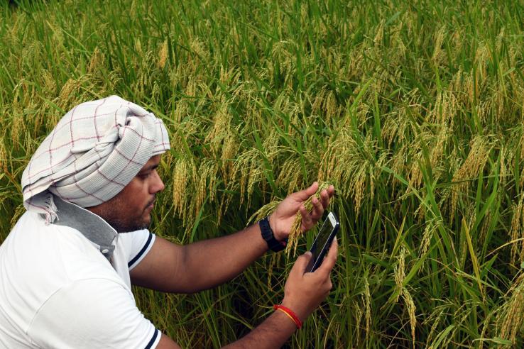 A man squats in a rice paddy looking at a rice plant while holding a cell phone 