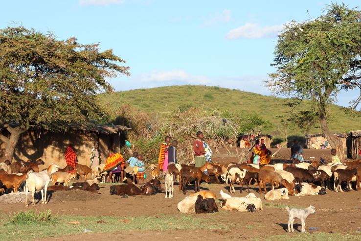 Group of people with livestock