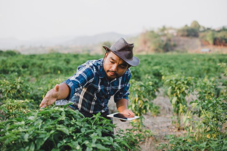 A male farmer with a brown hat and blue plaid shirt is crouching next to and observing a short leafy green plant with a tablet in his left hand.