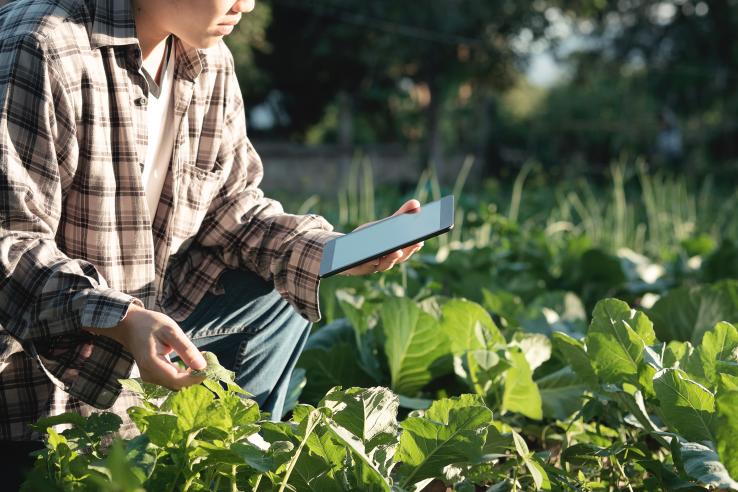 A man in a brown and white flannel kneeling in a leafy green field while holding a tablet in his left hand and a leaf in his right hand.